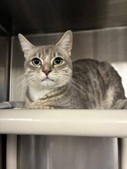 Movin Maraca -  Domestic Short Hair Cat for Adoption in Richmond, Virginia - Movin Maraca | PetCurious