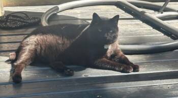 Gaston -  Domestic Short Hair Cat for Adoption in Montreal, Quebec - Gaston | PetCurious