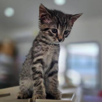 Goodles -  Domestic Short Hair Cat for Adoption in Chapel Hill, North Carolina - Goodles | PetCurious