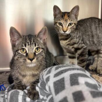 Jane Prentiss -  Domestic Short Hair Cat for Adoption in Austin, Texas - Jane Prentiss | PetCurious