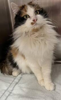 Domestic Long Hair Cats Available for Adoption - SARAIYAH | PetCurious