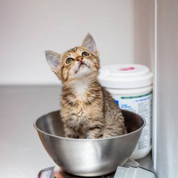 Domestic Short Hair Cats Available for Adoption in Hattiesburg, Mississippi - Breaux | PetCurious