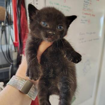 Star -  Domestic Short Hair Cat for Adoption in Osawatomie, Kansas - Star | PetCurious