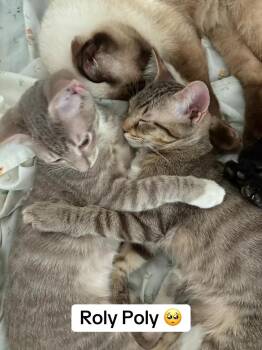 Rescue Domestic Short Hair Cats for Adoption in Mount Meigs, Alabama - Roly & Poly | PetCurious