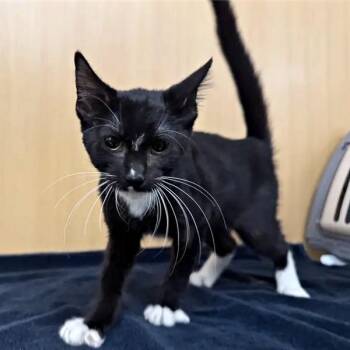 Zuko -  Domestic Short Hair Cat for Adoption in Brentwood, Missouri - Zuko | PetCurious