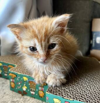 Harry -  Domestic Medium Hair Cat for Adoption in West Palm Beach, Florida - Harry | PetCurious