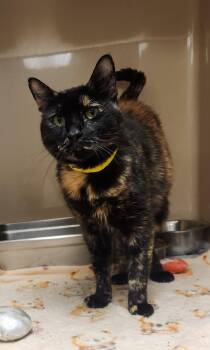 Tuna -  Domestic Short Hair Cat for Adoption in Clayton, New Jersey - Tuna | PetCurious