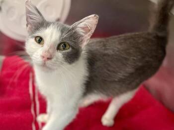 Dorian -  Domestic Short Hair Cat for Adoption in Austin, Texas - Dorian | PetCurious