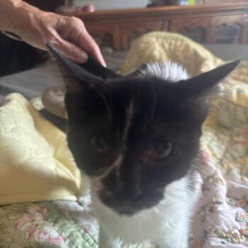 Rescue Domestic Short Hair Cats for Adoption in Hi Vista, California - Pony | PetCurious