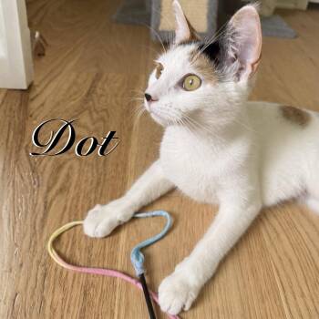 Dot -  Domestic Short Hair Cat for Adoption in Hazlet, New Jersey - Dot | PetCurious
