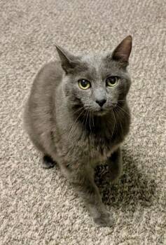 Mouse -  Domestic Short Hair Cat for Adoption in Ogden, Utah - Mouse | PetCurious