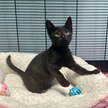 Goosebumps -  Domestic Short Hair Cat for Adoption in Carencro, Louisiana - Goosebumps | PetCurious