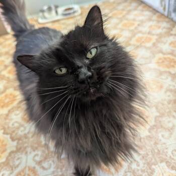 Bandit -  Domestic Long Hair Cat for Adoption in Aberdeen, Washington - Bandit | PetCurious
