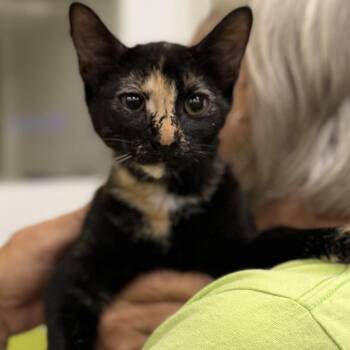 Victoria -  Domestic Short Hair Cat for Adoption in Tallahassee, Florida - Victoria | PetCurious