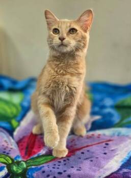 Frost -  Domestic Short Hair Cat for Adoption in Clovis, California - Frost | PetCurious