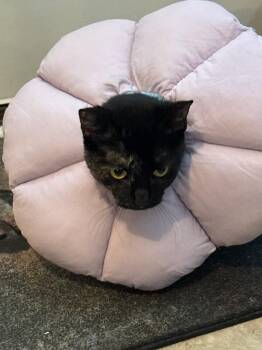 Tortoiseshell Cats Available for Adoption - Reese