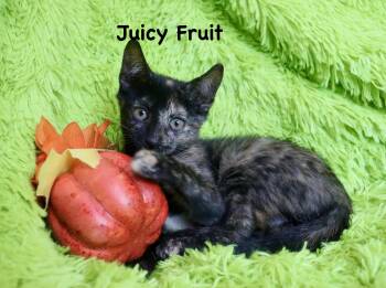 Juicy Fruit -  Tortoiseshell Cat for Adoption in St. Augustine, Florida - Juicy Fruit | PetCurious