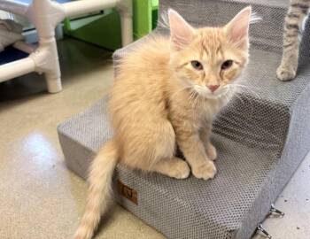 Joker -  Domestic Long Hair Cat Available for Adoption in Columbus, Indiana - Joker | PetCurious