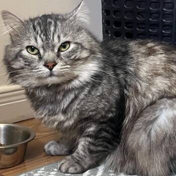 Tommy -  Domestic Medium Hair Cat for Adoption in Puslinch, Ontario - Tommy | PetCurious