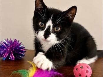 Swiftie -  Domestic Short Hair Cat for Adoption in Great Neck, New York - Swiftie | PetCurious