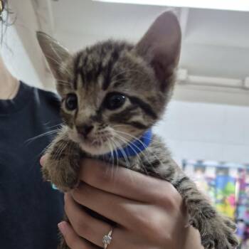Pound cake -  Domestic Short Hair Cat for Adoption in Ardmore, Oklahoma - Pound Cake | PetCurious