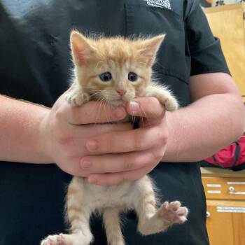 Tunda -  Domestic Short Hair Cat for Adoption in Monroe, Louisiana - Tunda | PetCurious