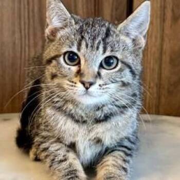 Rescue Domestic Short Hair Cats for Adoption in San Antonio, Texas - Lightnin | PetCurious