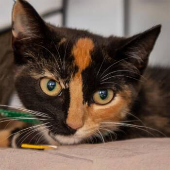 DIXIE -  Domestic Short Hair Cat for Adoption in St. Louis, Missouri - DIXIE | PetCurious
