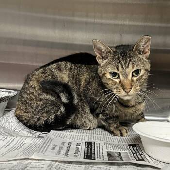 LOLA -  Domestic Short Hair Cat for Adoption in Pauls Valley, Oklahoma - LOLA | PetCurious