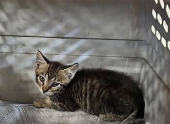 Rescue Domestic Short Hair Cats for Adoption in Palmetto, Florida - A132667 | PetCurious