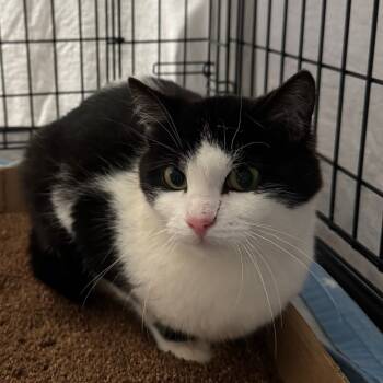 Rescue Domestic Short Hair Cats for Adoption in Woodstock, Ontario - Emu | PetCurious