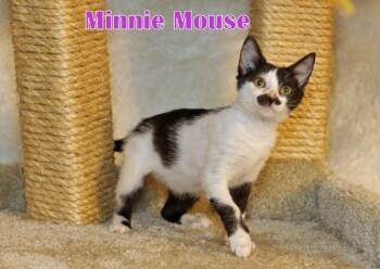 Rescue Domestic Short Hair Cats for Adoption in Houston, Texas - Minnie Mouse | PetCurious