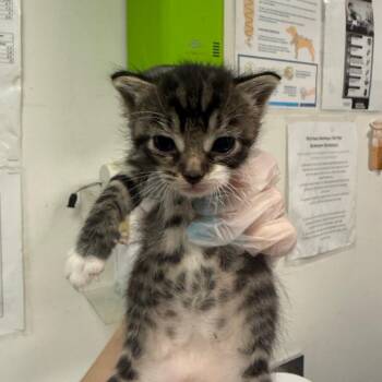 Cleo -  Domestic Medium Hair Cat for Adoption in Charleston, West Virginia - Cleo | PetCurious