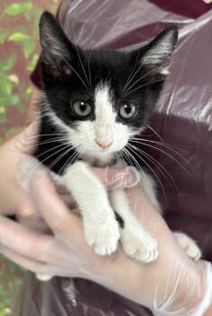 Domestic Short Hair Cats Available for Adoption in San Antonio, Texas - RHAENYRA | PetCurious