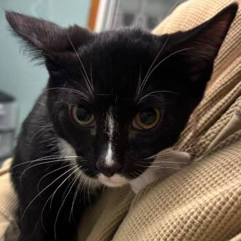 Cocoa -  Domestic Short Hair Cat for Adoption in Lenexa, Kansas - Cocoa | PetCurious
