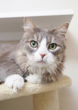 Domestic Long Hair Cats Available for Adoption - Oscar | PetCurious