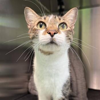 DORNOCH -  Domestic Short Hair Cat Available for Adoption in Barnstable, Massachusetts - DORNOCH | PetCurious