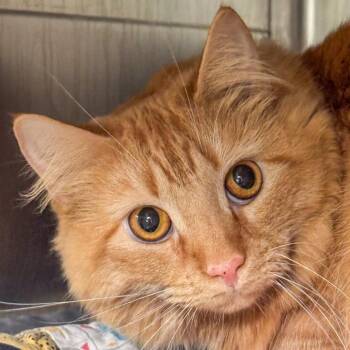 Domestic Medium Hair Cats Available for Adoption in Kennebunk, Maine - Molly Jane | PetCurious