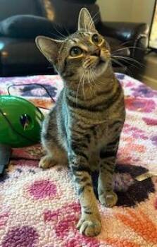 Domestic Short Hair Cats Available for Adoption - Seagram | PetCurious