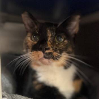 Domestic Short Hair Cats Available for Adoption in York, Pennsylvania - Lucy | PetCurious