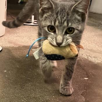 Rescue Domestic Short Hair Cats for Adoption in Byron Center, Michigan - Sterling | PetCurious