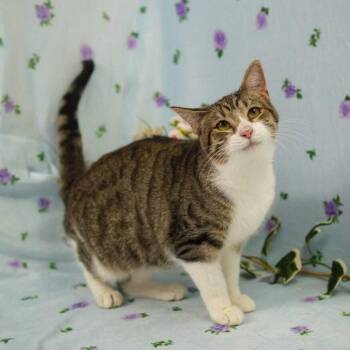 Domestic Short Hair Cats Available for Adoption in Wheaton, Illinois - Cosmie | PetCurious