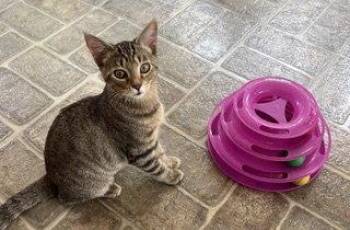 KITTEN SIERRA -  Tabby Cat for Adoption in Franklin, Tennessee - KITTEN SIERRA | PetCurious