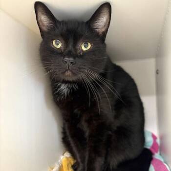 Domestic Short Hair Cats Available for Adoption in Hattiesburg, Mississippi - Django | PetCurious