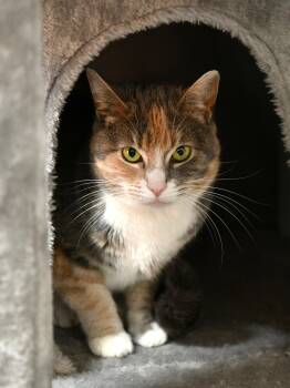 Domestic Short Hair Cats Available for Adoption - Clementine | PetCurious