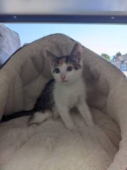 Pico -Preadoption ONLY -  Domestic Short Hair Cat for Adoption in Chilliwack, British Columbia - Pico -Preadoption ONLY | PetCurious