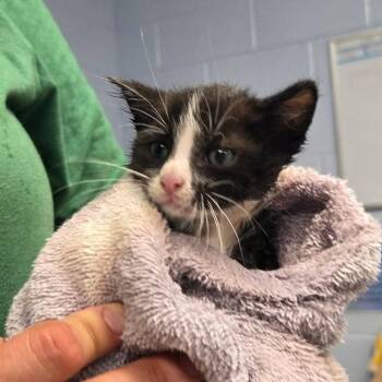 Skooma -  Domestic Short Hair Cat for Adoption in Martinsville, Virginia - Skooma | PetCurious
