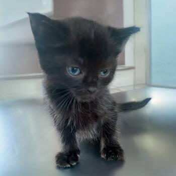 Aster -  Domestic Short Hair Cat for Adoption in Chapel Hill, North Carolina - Aster | PetCurious
