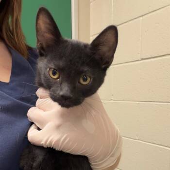 Auburn -  Domestic Short Hair Cat for Adoption in Reno, Nevada - Auburn | PetCurious