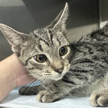 The Brave Little Toaster -  Domestic Short Hair Cat for Adoption in Corbin, Kentucky - The Brave Little Toaster | PetCurious